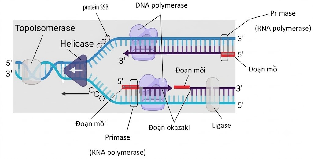Vở ghi Bài 1- Sinh 12 - Kết nối